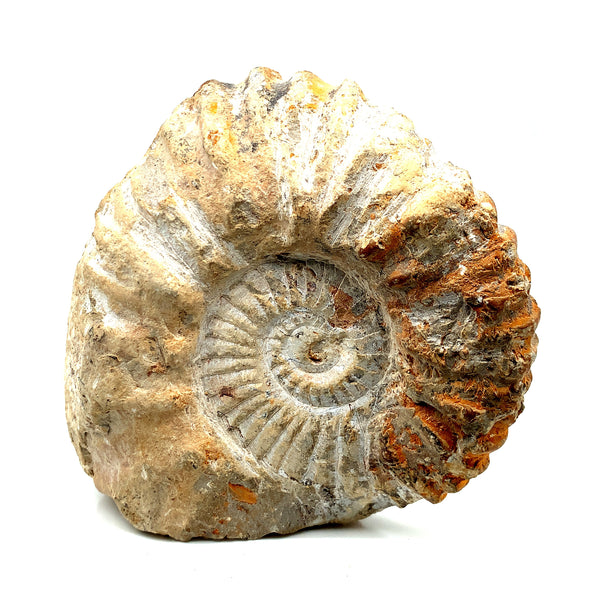 Ammonite Fossil – Alara
